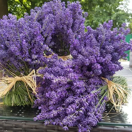 ベッド・アンド・ブレックファスト Dom Pod Lawendowym Polem