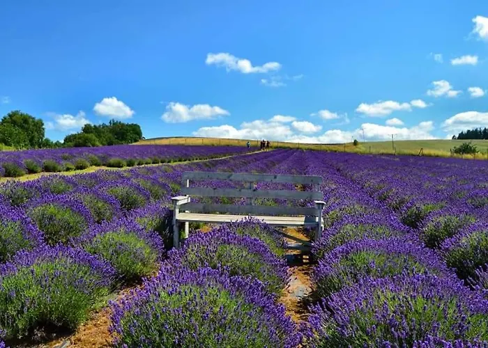 Dom Pod Lawendowym Polem Bed & Breakfast Woliborz